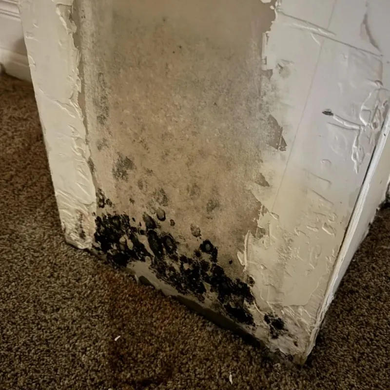 Professional Mold Removal in Weber County, UT